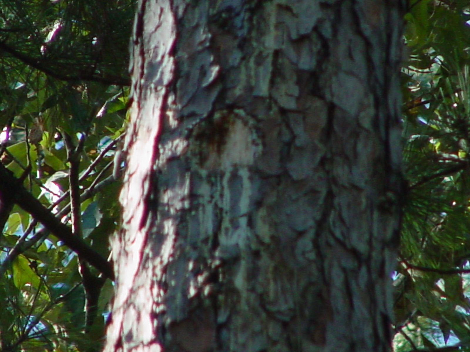 pecker4